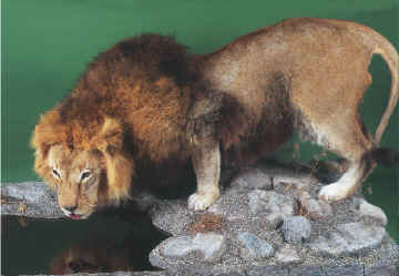 African Lion-Hatfield
