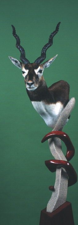Blackbuck-Sanders