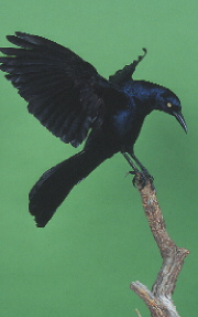 Grackle-Adams