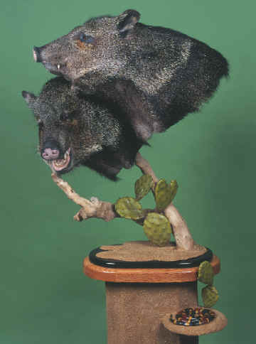 Javelina-Green