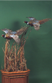 Pheasants-Kimball