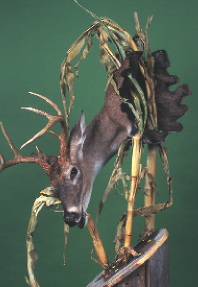 Whitetail-Howard